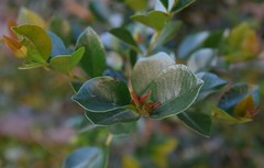 Luma apiculata