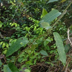 Cynanchum graphistemmatoides