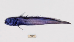 Melanonus gracilis