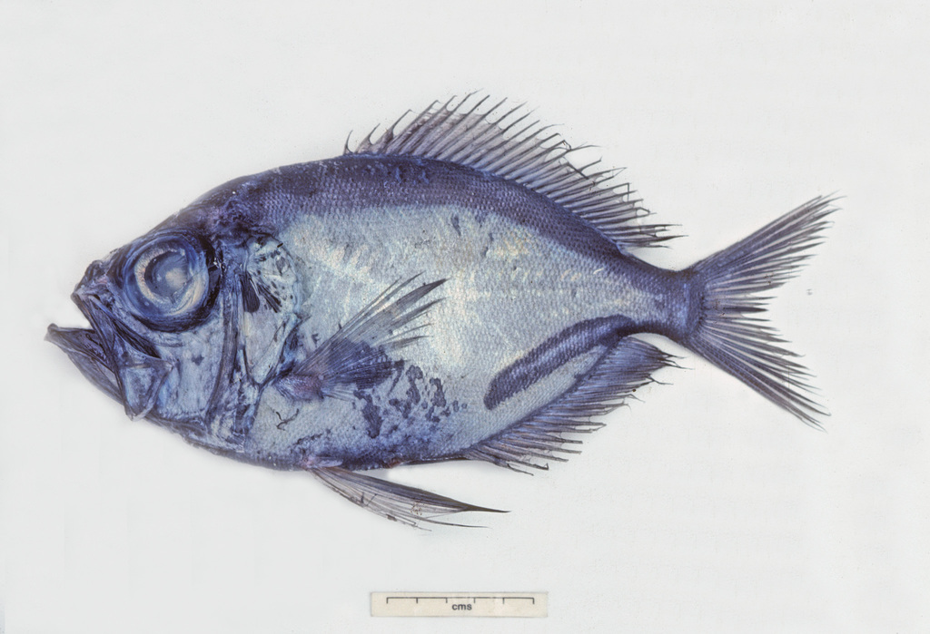 Black Discfish