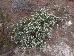 Stenanthemum