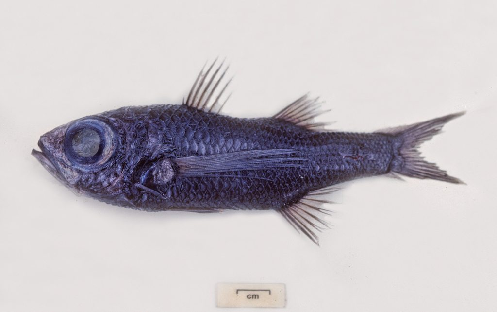Pelagic Basslet
