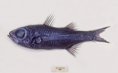 Pelagic Basslet photo 1