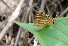 Cigaritis vulcanus