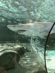 Lamniformes