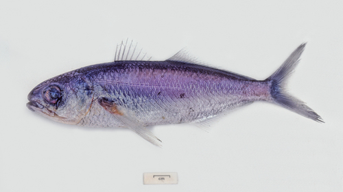 Blue cubehead (Cubiceps caeruleus) — Nomeidae — 2