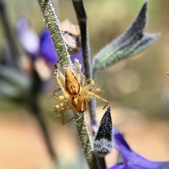 Oxyopes punctatus