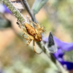 Oxyopes punctatus