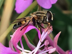 Helophilus neoaffinis