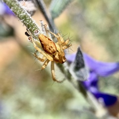 Oxyopes punctatus