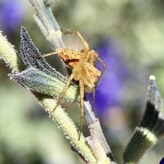 Oxyopes punctatus