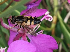 Helophilus neoaffinis