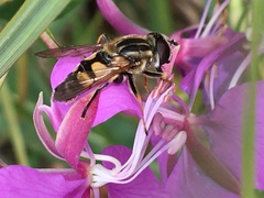 Helophilus neoaffinis