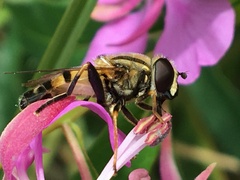Helophilus neoaffinis