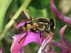 Helophilus neoaffinis