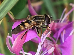 Helophilus neoaffinis