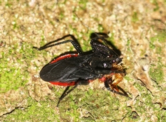 Micrauchenus lineola