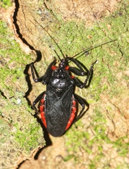 Micrauchenus lineola