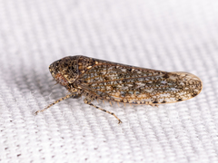 Paraphlepsius irroratus