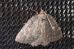 Apodasmia rufonigraria