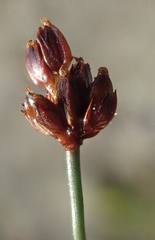 Juncus castaneus leucochlamys