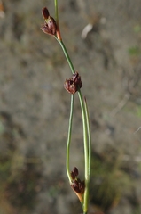 Juncus castaneus leucochlamys