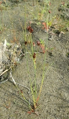 Juncus castaneus leucochlamys