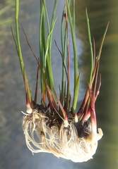 Juncus castaneus leucochlamys