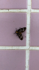 Eressa confinis
