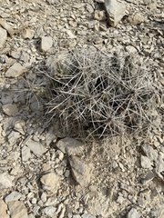Grusonia aggeria