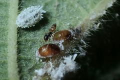 Tapinoma melanocephalum