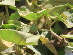 Cyanophrys pseudolongula