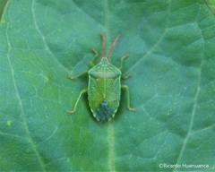 Sinopla perpunctatus