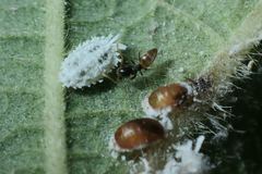 Tapinoma melanocephalum