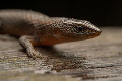 Northern Teiid photo 2