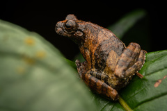 Dendropsophus acreanus