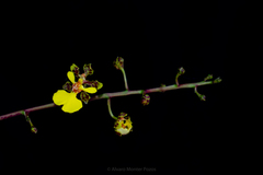 Trichocentrum yucatanense