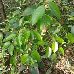 Pentaphylax euryoides