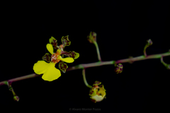 Trichocentrum yucatanense
