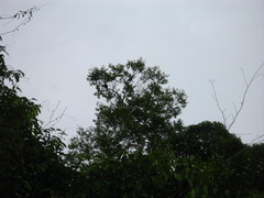 Anthracoceros malayanus