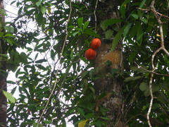 Tabernaemontana macrocarpa