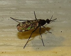 Sylvicola alternatus