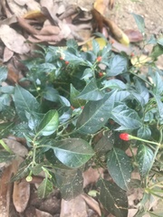 Capsicum annuum glabriusculum