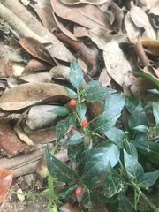 Capsicum annuum glabriusculum
