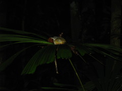 Malacocincla sepiaria