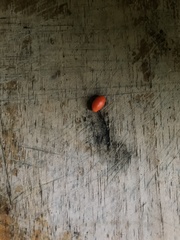 Capsicum annuum glabriusculum