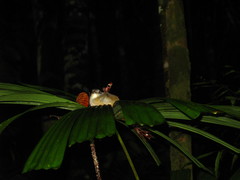 Malacocincla sepiaria