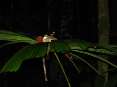 Malacocincla sepiaria