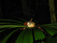 Malacocincla sepiaria