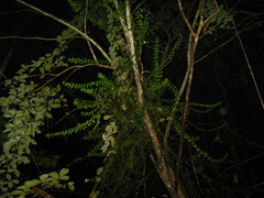 Psychotria serpens